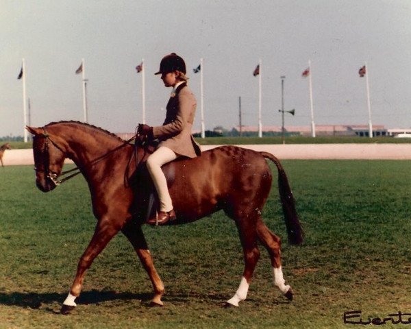 horse Pendley Soubrette (British Riding Pony, 1974, from Enstone Artist)