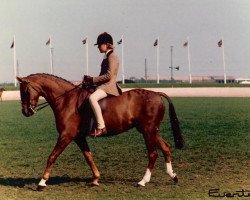 Pferd Pendley Soubrette (British Riding Pony, 1974, von Enstone Artist)