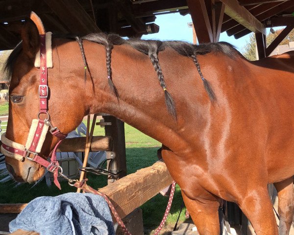 dressage horse Ozra (Thoroughbred, 2008)