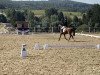 jumper Up Side Down 3 (Oldenburg show jumper, 2011, from Ustinov)