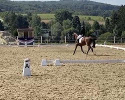 jumper Up Side Down 3 (Oldenburg show jumper, 2011, from Ustinov)