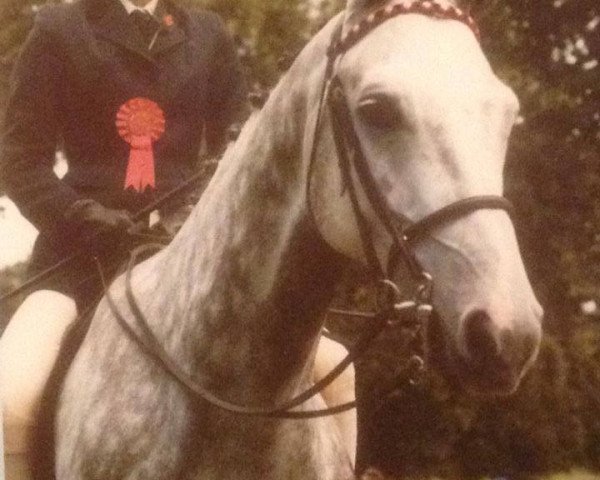 horse Rosevean Pipe Band (British Riding Pony,  , from Rosevean Eagle's Hill)