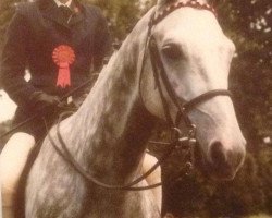 Pferd Rosevean Pipe Band (British Riding Pony,  , von Rosevean Eagle's Hill)