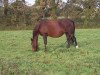 broodmare Gozzilla (French Pony, 1994, from Unbekannt PONY)