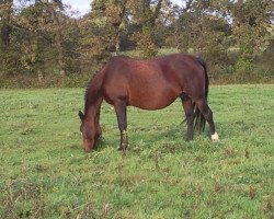 broodmare Gozzilla (French Pony, 1994, from Unbekannt PONY)