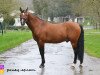 stallion Karisto de l'Aumont (French Pony, 1998, from Shining Starr Aristo)