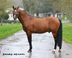 stallion Karisto de l'Aumont (French Pony, 1998, from Shining Starr Aristo)