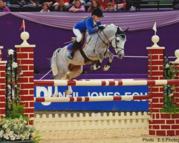 stallion Quesaco du Bary (French Pony, 2004, from Leadership)