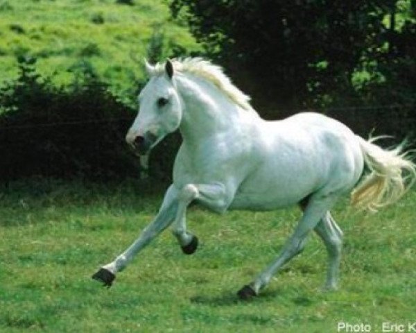 stallion Leadership (Connemara Pony, 1999, from Naughty van Graaf Janshof)