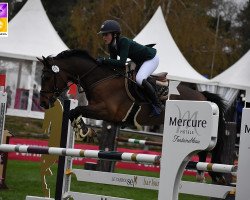 jumper Corradino du Bary (French Pony, 2012, from Urlevent du Bary)