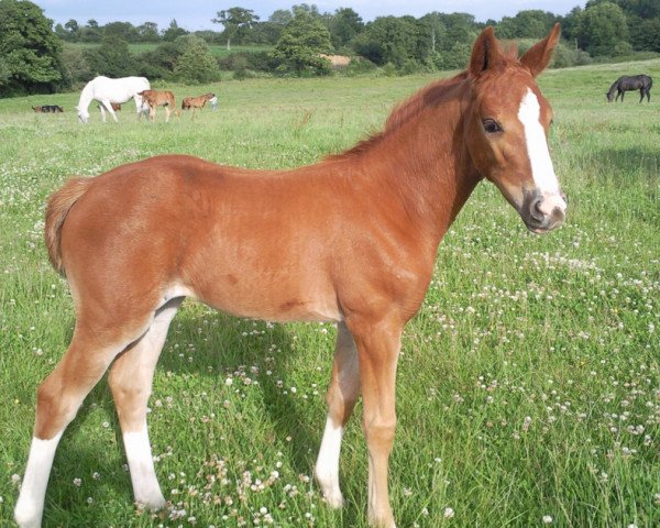 Zuchtstute Violette du Bary (Französisches Pony, 2009, von Mexico de Caudard)