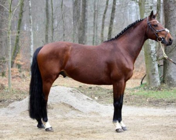 stallion Mexico de Caudard (Selle Français, 2000, from Dollar de la Pierre)