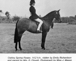 horse Oakley Spring Flower (Arab half breed / Partbred, 1979, from Oakley (C) Bubbling Spring)