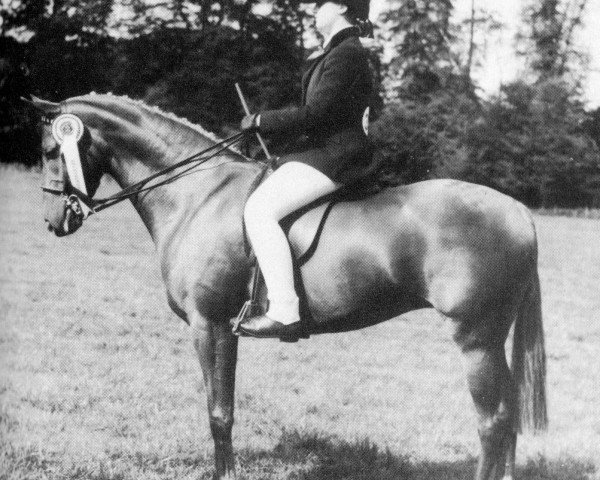 horse Oakley Flowing Free (British Riding Pony, 1978, from Oakley (C) Bubbling Spring)