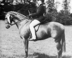 Pferd Oakley Flowing Free (British Riding Pony, 1978, von Oakley (C) Bubbling Spring)