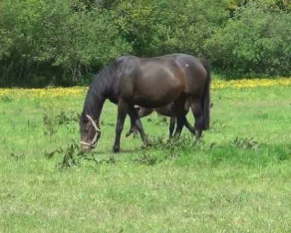 Zuchtstute Millemiglia (Selle Français, 2001, von Stakkato)