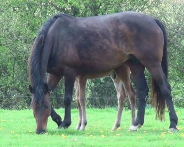 broodmare Verelude (KWPN (Royal Dutch Sporthorse), 2002, from Lux Z)