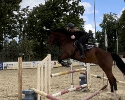 dressage horse Quintessenz Von Foehr (Holsteiner, 2015, from Quiran)