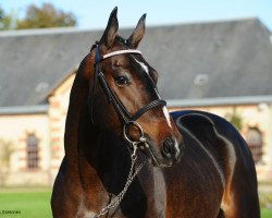 stallion Big Boy du Bary (Selle Français, 2011, from Salto de l'Isle)