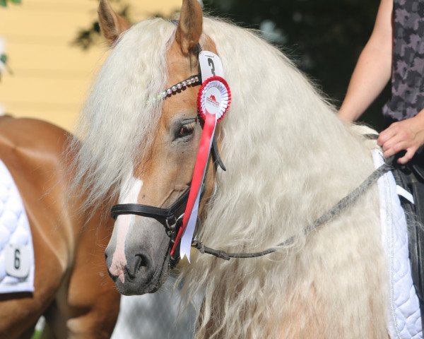 Zuchtstute Hanya (Haflinger, 2020, von Sternwächter)