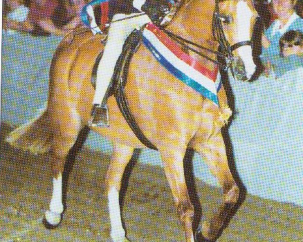 horse Warleigh Hot Gossip (British Riding Pony, 1995, from Ambershire Finishing Touch)