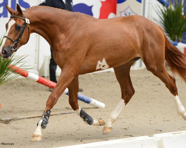 stallion Bertil du Bary (Selle Français, 2011, from Salto de l'Isle)