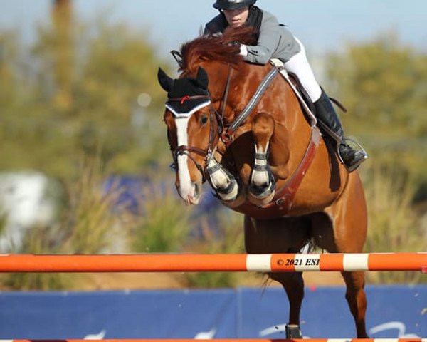 jumper Chico 951 (German Sport Horse, 2011, from Chap 47)