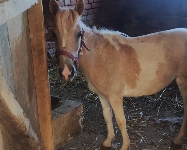 Pferd Lou vom Burgengrund (Dt.Part-bred Shetland Pony, 2022, von Snickers of Grateful)