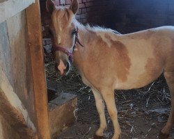 Pferd Lou vom Burgengrund (Dt.Part-bred Shetland Pony, 2022, von Snickers of Grateful)