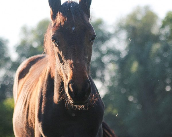 dressage horse Voice of Home (Oldenburg, 2023, from DSP VA Bene)