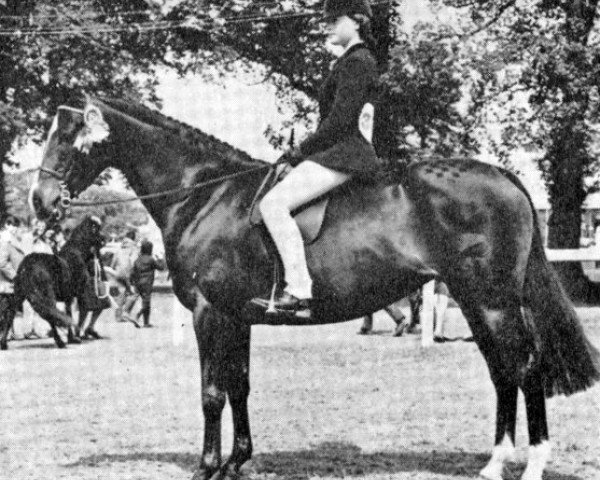 Zuchtstute Tabitha of Lennel (British Riding Pony, 1962, von Bishops Morning Magic xx)
