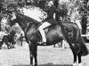 Zuchtstute Tabitha of Lennel (British Riding Pony, 1962, von Bishops Morning Magic xx)