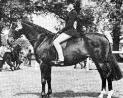 Zuchtstute Tabitha of Lennel (British Riding Pony, 1962, von Bishops Morning Magic xx)