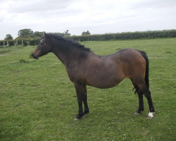 Zuchtstute Lennel Whispering Grass (British Riding Pony, 1975, von Lennel Strolling Minstrel)