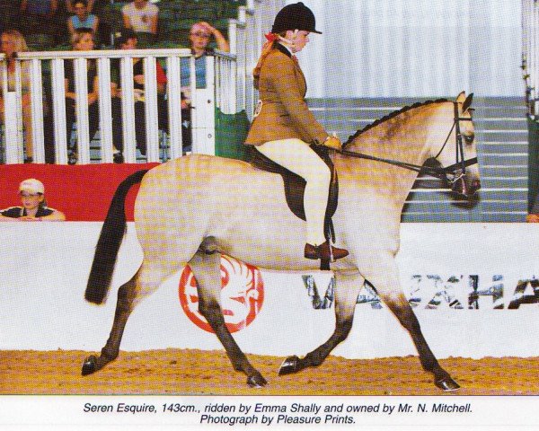 horse Seren Esquire (British Riding Pony, 1992, from Cusop Fingerprint)