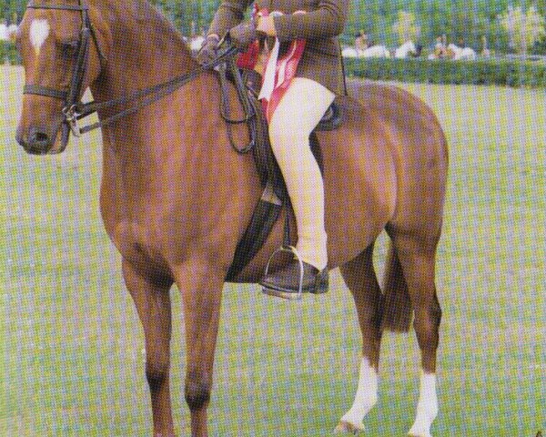 horse Rhos Eldorado (British Riding Pony, 1993, from Eskdale Music Boy)