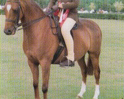 Pferd Rhos Eldorado (British Riding Pony, 1993, von Eskdale Music Boy)