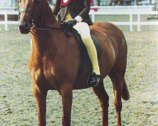 horse Parkhill Cantona (British Riding Pony,  , from Cusop Jacamar)