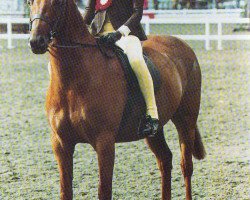 Pferd Parkhill Cantona (British Riding Pony,  , von Cusop Jacamar)