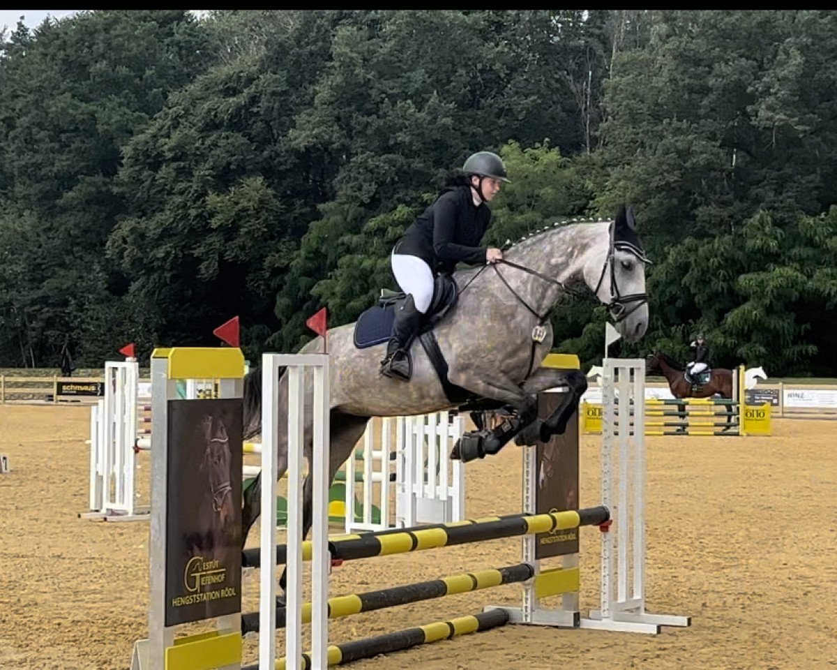 broodmare California (German Sport Horse, 2018, from Bossanova 28)