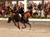 jumper Glamour Girl (KWPN (Royal Dutch Sporthorse), 2011, from Zirocco Blue)