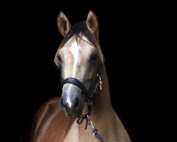 horse Donnerwetter Coco (Deutsches Reitpony, 2022, from Diamond Touch NRW)