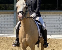 dressage horse Daily Darling L (German Riding Pony, 2015, from Darubi Gold)