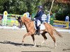 dressage horse Boreas v.d.Moor (German Riding Pony, 2007, from Black Dancer)