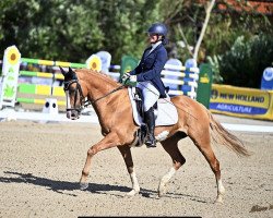 dressage horse Boreas v.d.Moor (German Riding Pony, 2007, from Black Dancer)