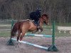 jumper Knirps 12 (Hungarian Warmblood, 2016)