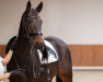 jumper Chester Blue (Oldenburg show jumper, 2015, from Chaccato)