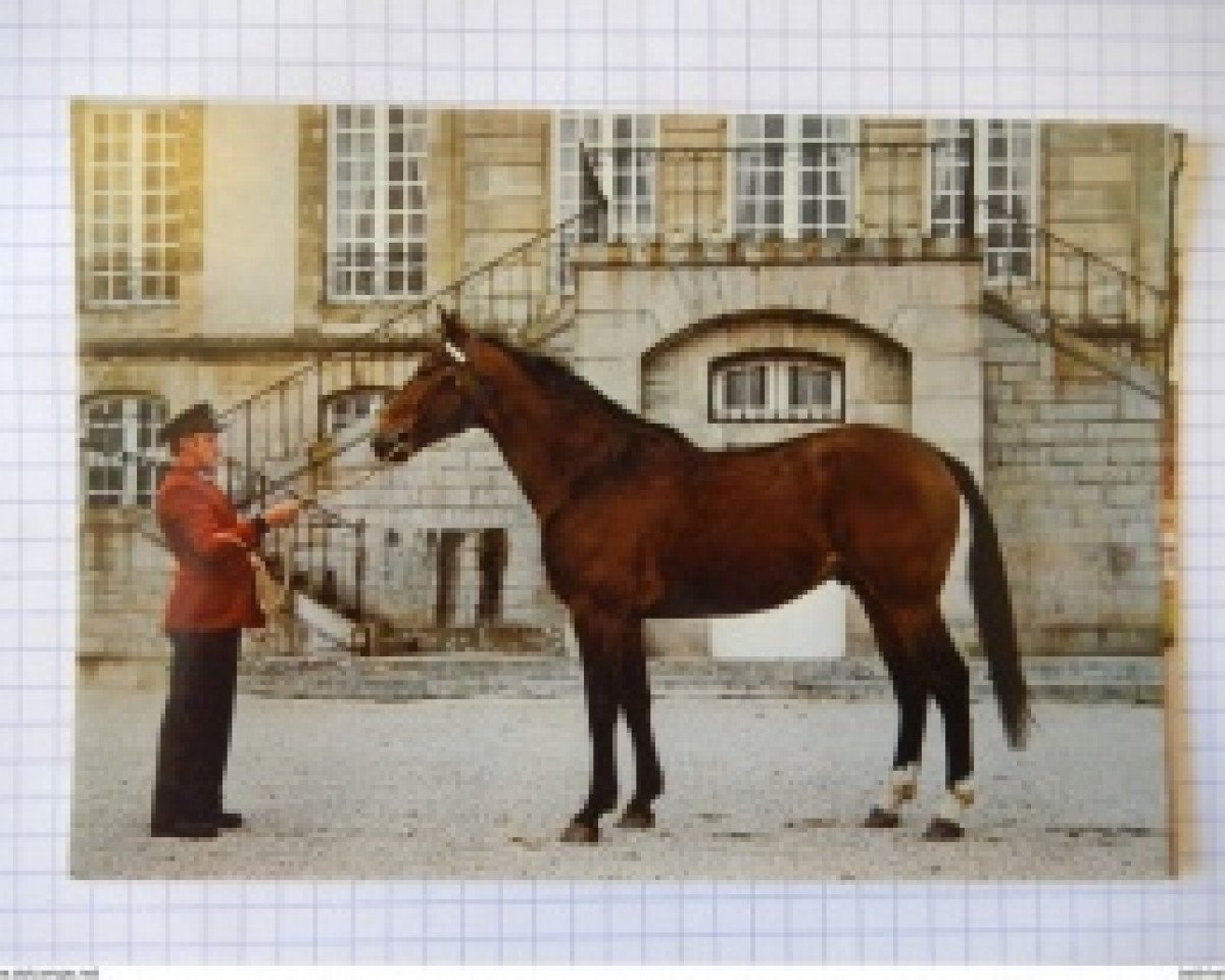 stallion Kessel II (Selle Français, 1976, from Fend l'Air)