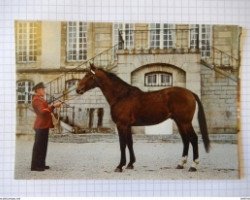 stallion Kessel II (Selle Français, 1976, from Fend l'Air)