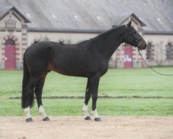 stallion El Jordan de Laye (Selle Français, 2014, from Air Jordan Z)